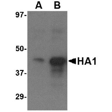 Anti-Avian Influenza H5N1 Hemagglutinin (IN1) antibody produced in goat，100UG，SAB3501220-100UG，Sigma