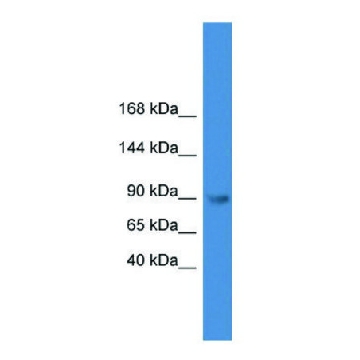 Anti-TLR4 (C-terminal) antibody produced in rabbit，100UL，SAB2109117-100UL，Sigma