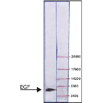表皮生长因子 来源于小鼠，100UG，E5160-100UG，Sigma