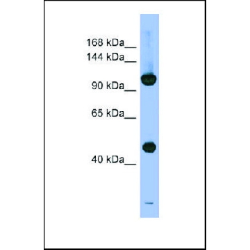 Anti-PSMD1, (N-terminal) antibody produced in rabbit，100UL，SAB2104781-100UL，Sigma