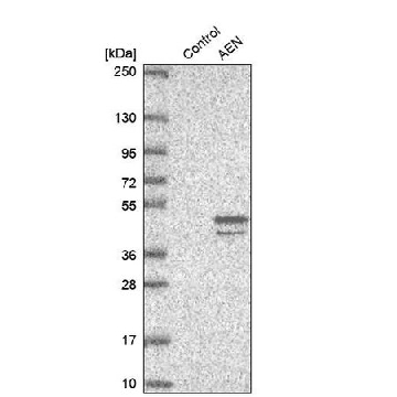 Anti-AEN antibody produced in rabbit，100UL，HPA048599-100UL，Sigma