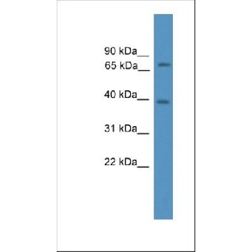 抗-NCOA4 兔抗，100UL，SAB2108396-100UL，Sigma