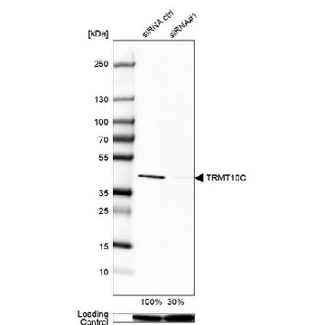 抗-TRMT10C 兔抗，100UL，HPA036671-100UL，Sigma
