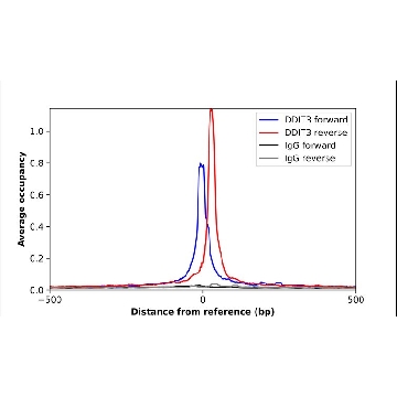 Anti-DDIT3 antibody produced in rabbit，100UL，HPA068416-100UL，Sigma
