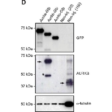 单克隆抗  绿色荧光蛋白 (GFP) 小鼠抗，0.2ML，G6539-.2ML，Sigma