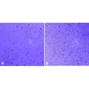 MaxGel™ ECM，1ML，E0282-1ML，Sigma