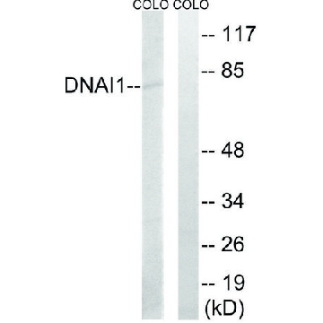 Anti-DNAI1 antibody produced in rabbit，100UG，SAB4501181-100UG，Sigma