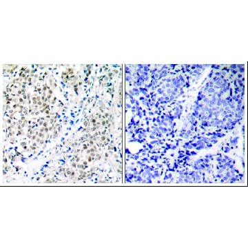 Anti-MYC (Ab-358) antibody produced in rabbit，100UG，SAB4300319-100UG，Sigma