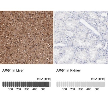 抗-ARG1 兔抗，100UL，HPA003595-100UL，Sigma