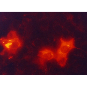 单克隆抗-FLAG® M2-Cy3™ 小鼠抗，0.2MG，A9594-.2MG，Sigma