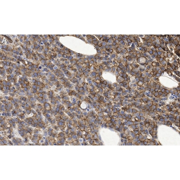 Anti-phosphotyrosine Antibody, clone 4G10 ZooMAb® Mouse Monoclonal，25UL，ZMS16282-25UL，Sigma