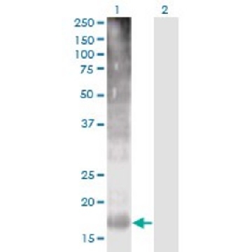 Monoclonal Anti-TM4SF4 antibody produced in mouse，100UG，SAB1409759-100UG，Sigma