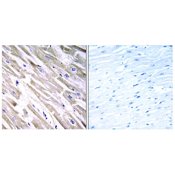 Anti-FGF18 antibody produced in rabbit，100UG，SAB4503479-100UG，Sigma