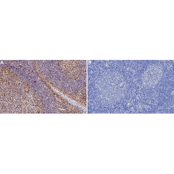 Anti-CD86 Antibody, clone 2H2 ZooMAb® Rabbit Monoclonal，254G，ZRB2724-25UL，Sigma