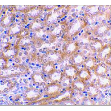 Anti-IRF3 antibody produced in rabbit，100UG，SAB3500280-100UG，Sigma
