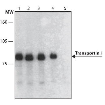Anti-Transportin 1 antibody, Mouse monoclonal，200UL，T0825-200UL，Sigma