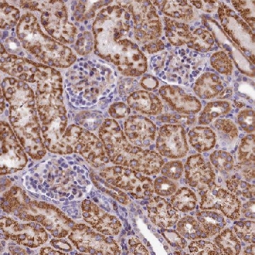 Anti-DNAJB9 antibody produced in rabbit，100UL，HPA041553-100UL，Sigma