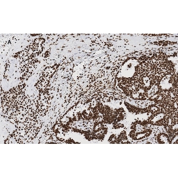 Anti-Acetyl Histone H3 (Lys9 and 14) Antibody, clone 5H20, ZooMAb® Rabbit Monoclonal，25UL，ZRB06599-25UL，Sigma