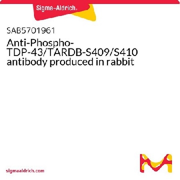 Anti-Phospho-TDP-43/TARDB-S409/S410 antibody produced in rabbit，100UL，SAB5701961-100UL，Sigma