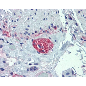 Anti-TUBB2A antibody produced in rabbit，100UL，SAB2107973-100UL，Sigma