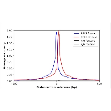 Anti-RFX3 antibody produced in rabbit，100UL，HPA035689-100UL，Sigma