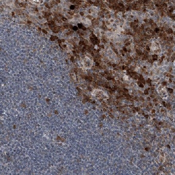 Anti-THEMIS2 antibody produced in rabbit，100UL，HPA031097-100UL，Sigma