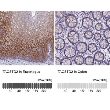 Anti-TACSTD2 antibody produced in rabbit，100UL，HPA043104-100UL，Sigma