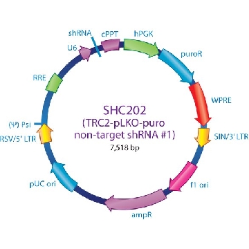 MISSION® TRC2 pLKO.5-puro非哺乳动物shRNA对照质粒DNA，1PKG，SHC202，Sigma