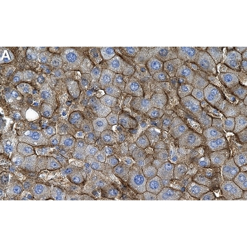Anti-SLC13A5 Antibody, clone 1D4 ZooMAb® Rabbit Monoclonal，4X25UL，ZRB2085-4X25UL，Sigma