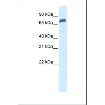 Anti-TRIM45 (ab2) antibody produced in rabbit，100UL，SAB2102559-100UL，Sigma