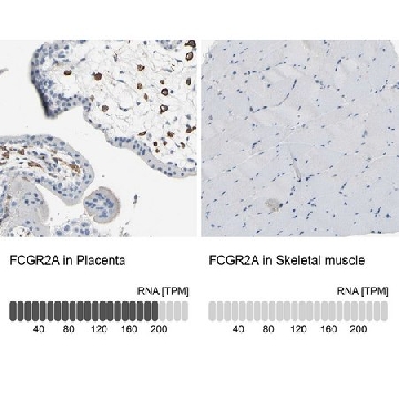 Anti-FCGR2A antibody produced in rabbit，100UL，HPA010718-100UL，Sigma