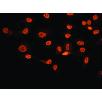 Anti-NONO (C-terminal) antibody produced in rabbit，200UL，N8664-200UL，Sigma