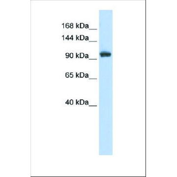 Anti-RNF31 antibody produced in rabbit，100UL，SAB2102031-100UL，Sigma