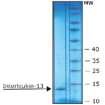 Interleukin-13 human，10UG，I1771-10UG，Sigma
