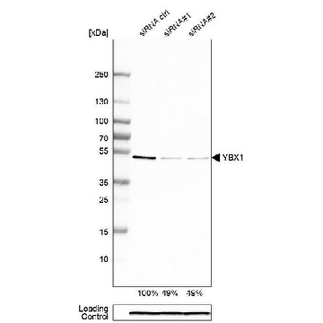 Anti-YBX1 antibody produced in rabbit，100UL，HPA040304-100UL，Sigma