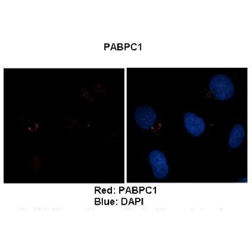 Anti-PABPC1，100UL，SAB2108698-100UL，Sigma