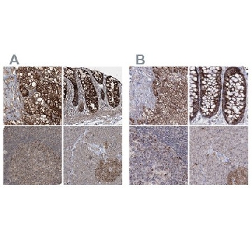 Anti-GRSF1 antibody produced in rabbit，100UL，HPA036985-100UL，Sigma