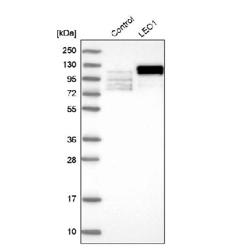 Anti-LEO1 antibody produced in rabbit，100UL，HPA040741-100UL，Sigma