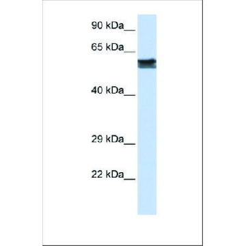 抗-FYN 兔抗，100UL，SAB2108139-100UL，Sigma