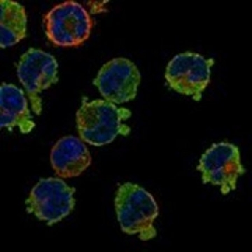 Anti-IL10RA antibody produced in rabbit，100UL，HPA069086-100UL，Sigma
