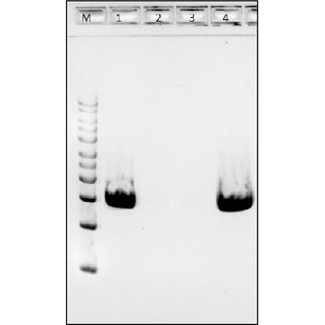Achromopeptidase from bacteria，50MG，SAE0196-50MG，Sigma