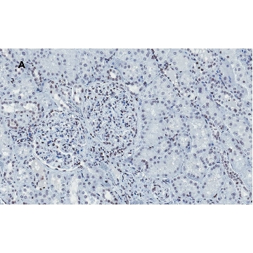 Anti-Histone H4 Antibody, clone 5J18, ZooMAb® Rabbit Monoclonal，4X25UL，ZRB1000-4X25UL，Sigma
