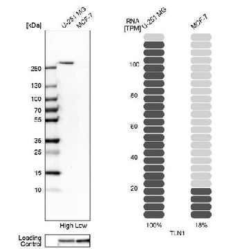 Anti-TLN1 antibody produced in rabbit，100UL，HPA004748-100UL，Sigma