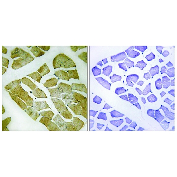 Anti-MYH4 antibody produced in rabbit，100UL，SAB4301129-100UL，Sigma