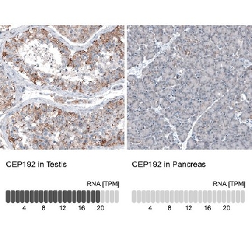 Anti-CEP192 antibody produced in rabbit，100UL，HPA040503-100UL，Sigma