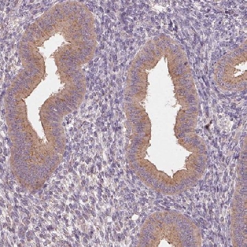 Anti-AP1S1 antibody produced in rabbit，100UL，HPA060945-100UL，Sigma