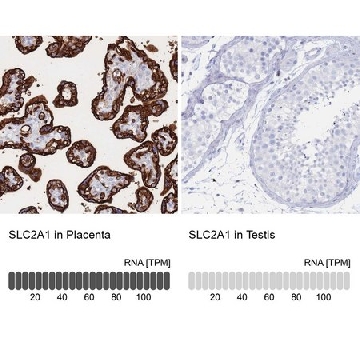 Anti-SLC2A1 antibody produced in rabbit，100UL，HPA031345-100UL，Sigma