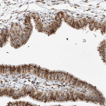 Anti-SLC35A2 antibody produced in rabbit，100UL，HPA036087-100UL，Sigma