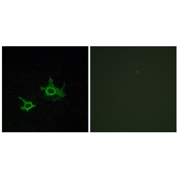 Anti-FZD3 antibody produced in rabbit，100UG，SAB4503170-100UG，Sigma