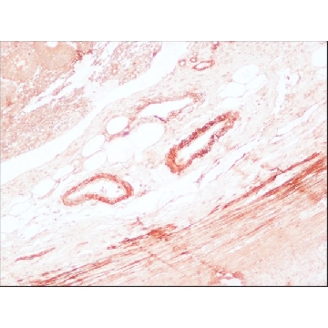 抗-小鼠IgG（Fc特异性）-过氧化物酶 山羊抗，1ML，A0168-1ML，Sigma